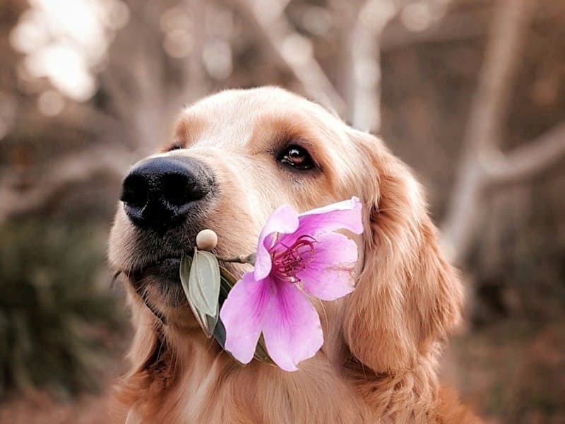 Pet Portraits